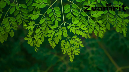 How Much Moringa Powder Per Day in India? Simple Daily Dosage Guide
