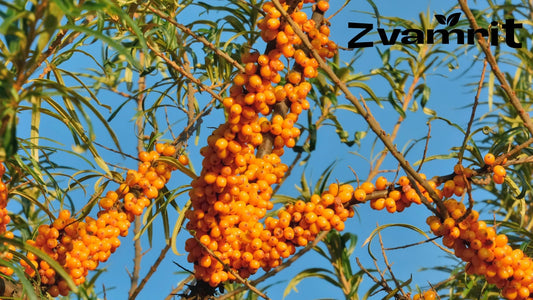 How to Drink Sea Buckthorn Juice Daily in India: Simple Routine Guide