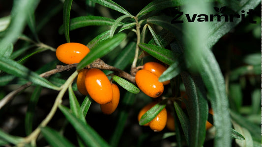Can Sea Buckthorn Juice Be Taken on Empty Stomach in India? Complete Daily Use Guide