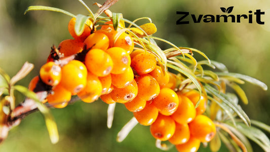 Is Sea Buckthorn Juice Good for Weight Loss in India? Simple Daily Routine Guide