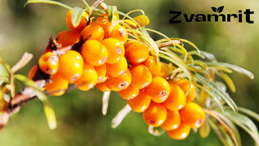 Why Sea Buckthorn Juice Is Becoming the Morning Gut Reset Drink People Are Switching To