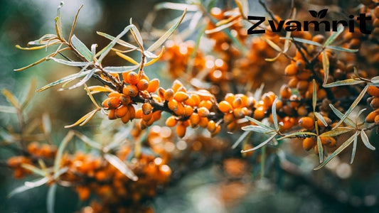 Sea Buckthorn Juice Benefits for Immunity in India: Natural Way to Support Daily Health